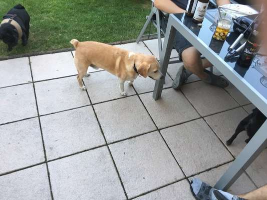 Mischlingshunde Foto Aufruf-Beitrag-Bild