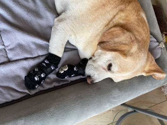 Das erste Mal Pfotenverband - Hilfe zum Thema Nässe-Beitrag-Bild