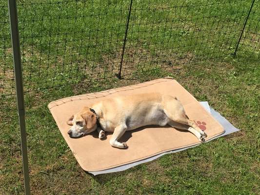 Mobiler Hundezaun für Umzäunung eines Balkons-Beitrag-Bild