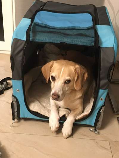 Hunde vom Tierschutzverein 🐕♥️-Beitrag-Bild