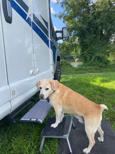 Hund abgegeben, weil Urlaub anstand? Leider kein Witz 😳-Beitrag-Bild