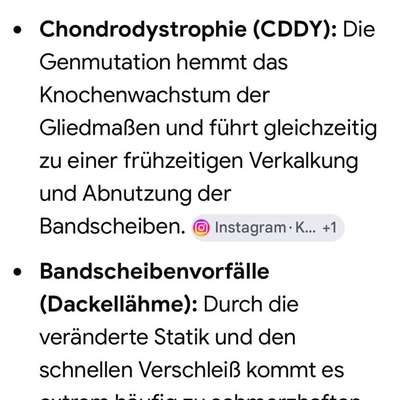 Junghund läuft beim Gassi oft nicht weiter-Beitrag-Bild