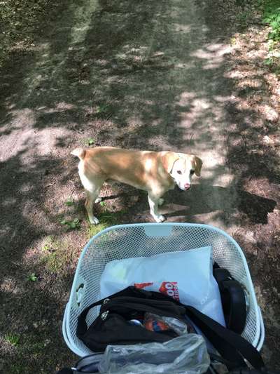 Radfahren mit Hund-Beitrag-Bild