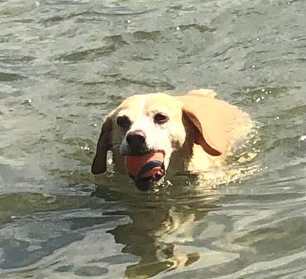 FOTO CHALLENGE 77 - Dein Hund im Spiel-Beitrag-Bild