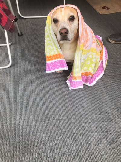 Hinterpfoten reinigen-Beitrag-Bild