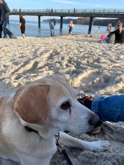 Braune Tränenspuren unter den Augen-Beitrag-Bild