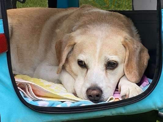 Wie kamst du zu deinem Hund?-Beitrag-Bild