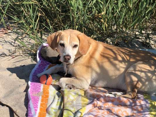 Mischlingshunde Foto Aufruf-Beitrag-Bild