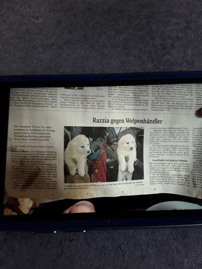 Wühltischwelpen-Beitrag-Bild