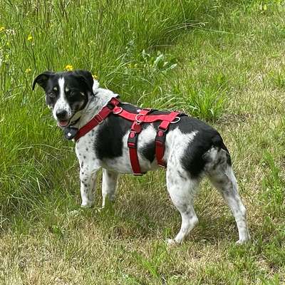 Hunde aus Rumänien-Beitrag-Bild