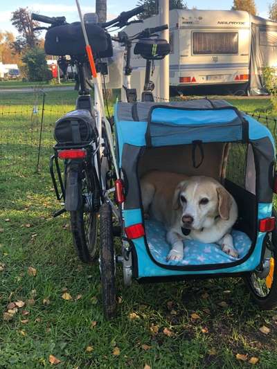 Radfahren mit Hund-Beitrag-Bild