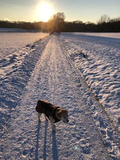 Dogorama Photo Challenge - Winterstimmung-Beitrag-Bild