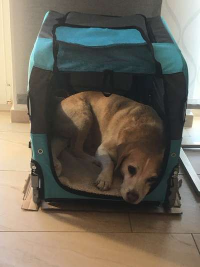 Mit Fahrradanhänger unterwegs?-Beitrag-Bild