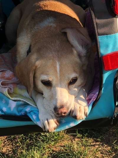 Challenge 41 - Mein Hund im Urlaub-Beitrag-Bild