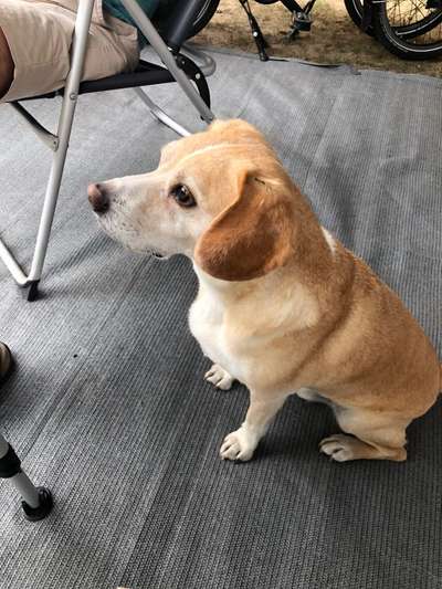 Mischlingshunde Foto Aufruf-Beitrag-Bild