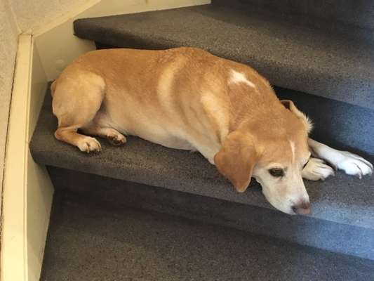 Foto Challenge 112 
ungewöhnliche Schlafplätze-Beitrag-Bild