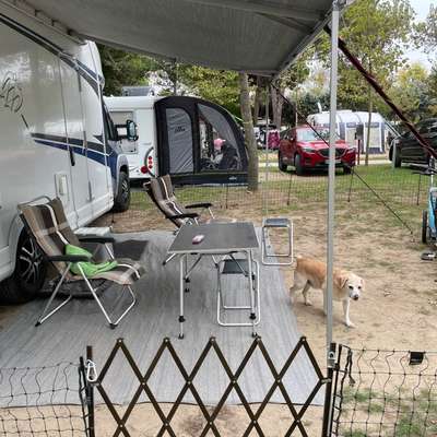Camping mit Hund/en-Beitrag-Bild