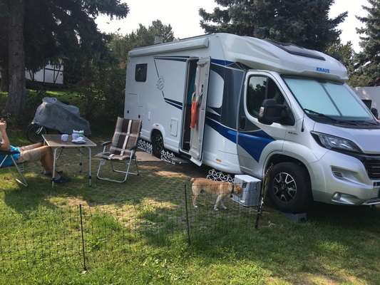 Ich möchte mir einen Hund zulegen.-Beitrag-Bild