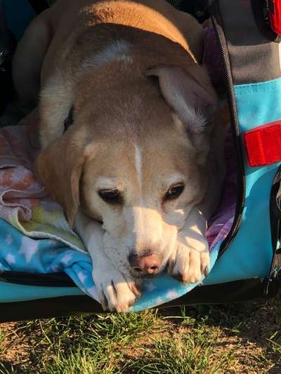 Labradorfans-Beitrag-Bild