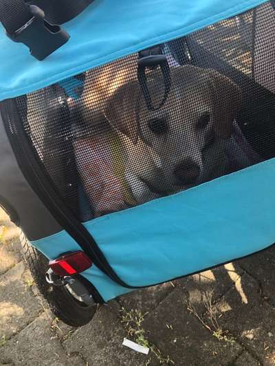 Radfahren mit Hund-Beitrag-Bild