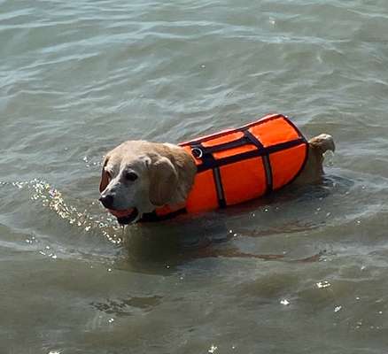 Hund abgegeben, weil Urlaub anstand? Leider kein Witz 😳-Beitrag-Bild