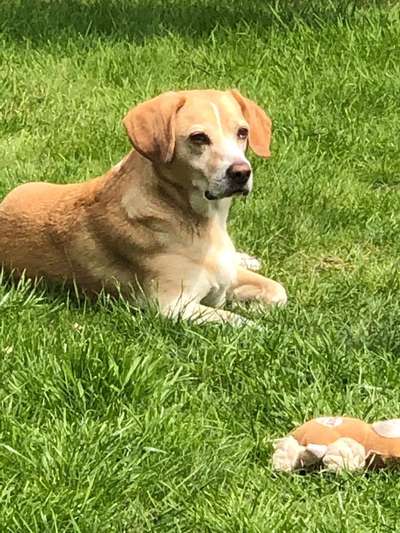 Hundeangriff, groß gegen klein-Beitrag-Bild