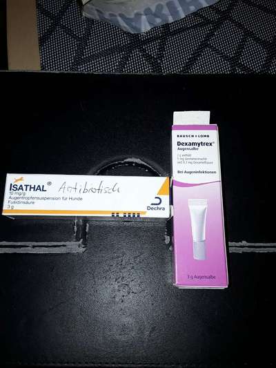 Bindehautentzündung bei Paco-Beitrag-Bild