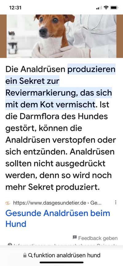 Regelmäßige Analbeutelentleerung-Beitrag-Bild