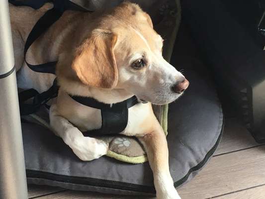 Labradorfans-Beitrag-Bild