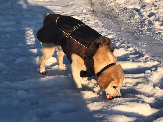 Foto Challenge Nr.: 114
Hunde im Schnee-Beitrag-Bild