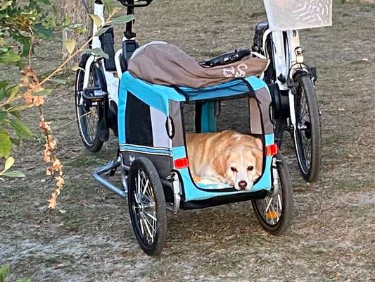 Radfahren mit Hund-Beitrag-Bild