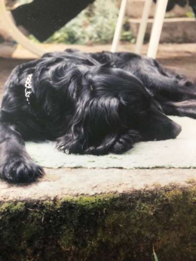 Englisch Cocker Spaniel-Beitrag-Bild