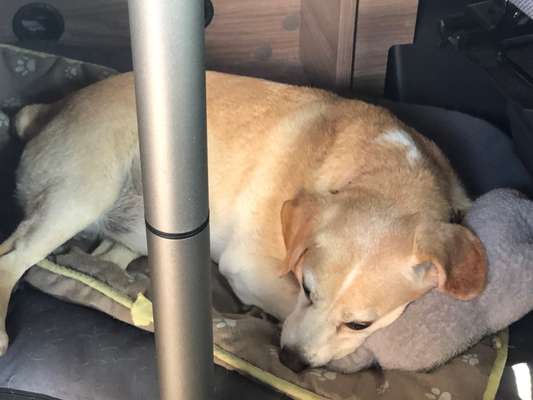 Hunde im Hotelbett-Beitrag-Bild