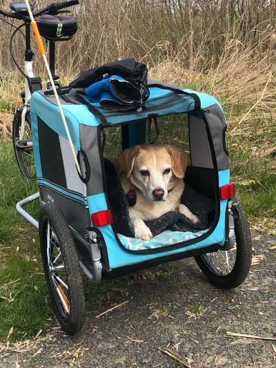 Hundekorb für Leih-Fahrrad-Beitrag-Bild