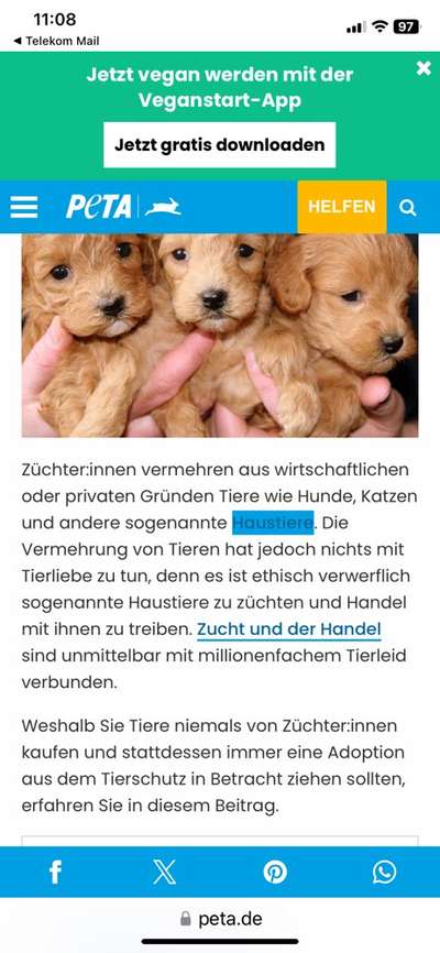 Überfüllte und unterfinanzierte Tierheime – Braucht es politisches Handeln?-Beitrag-Bild