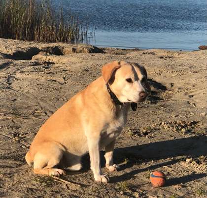 Auslandstierschutz-Beitrag-Bild