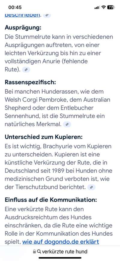 König der Qualzuchten - Cavalier King Charles Spaniel-Beitrag-Bild