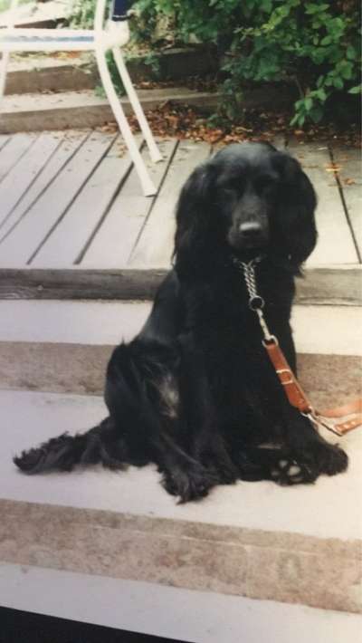 Englisch Cocker Spaniel-Beitrag-Bild