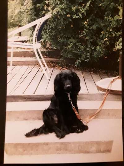 Springer Spaniel-Beitrag-Bild