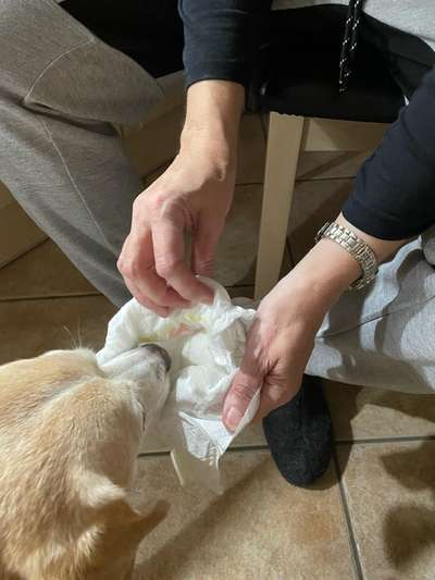 Dogorama Photo Challenge- Der Nase nach-Beitrag-Bild