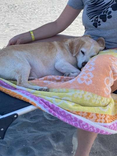 Hund abgegeben, weil Urlaub anstand? Leider kein Witz 😳-Beitrag-Bild