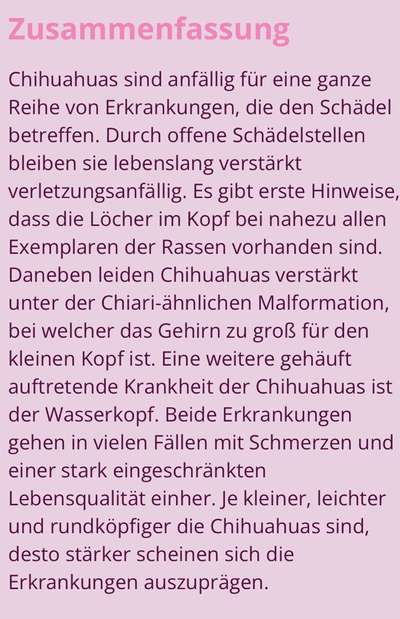 Die 21. Rostocker Rassehunde-Ausstellung: Eine Veranstaltung mit Vorbehalten?-Beitrag-Bild