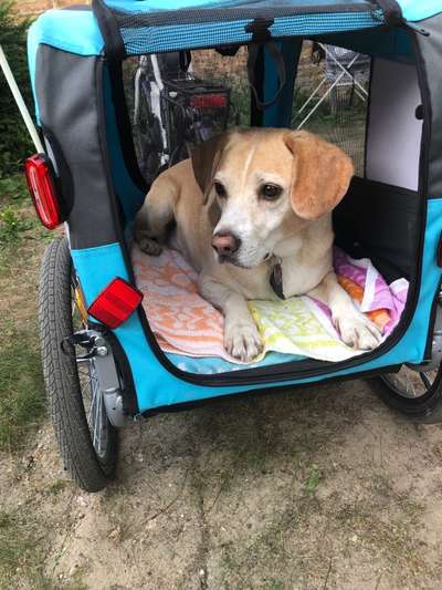 Radfahren mit Hund-Beitrag-Bild