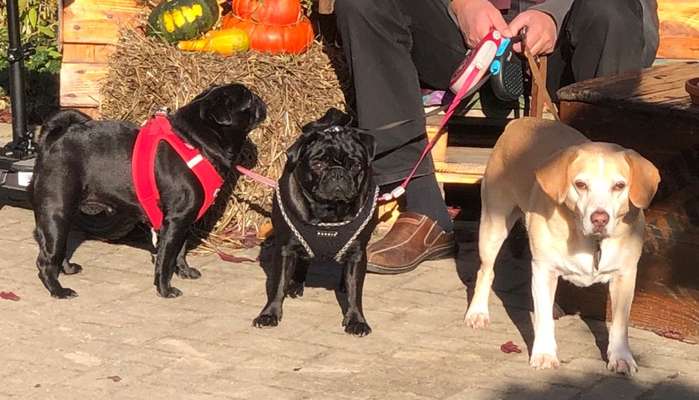 Bester Freund, Hundekumpel - zeigt her!-Beitrag-Bild