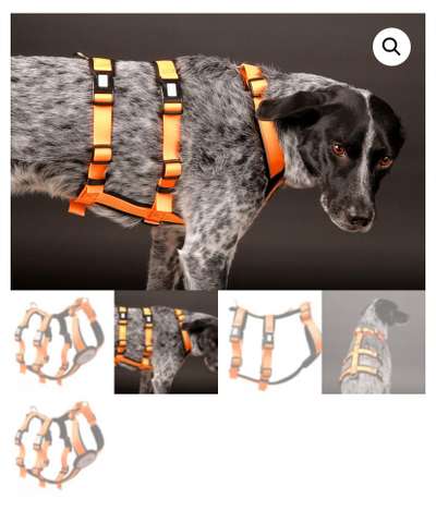 Weigert sich spazieren zu gehen-Beitrag-Bild