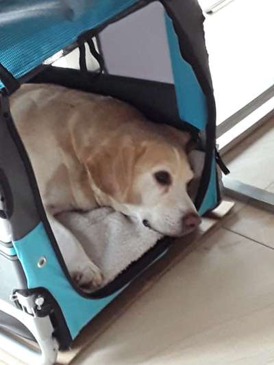 Beagle ohne Leine?-Beitrag-Bild