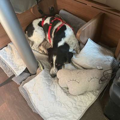 Hund im Wohnmobil!-Beitrag-Bild