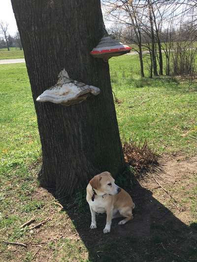 Bäume mit Gesicht-Beitrag-Bild