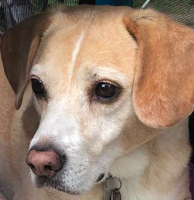 Beagle ohne Leine?-Beitrag-Bild