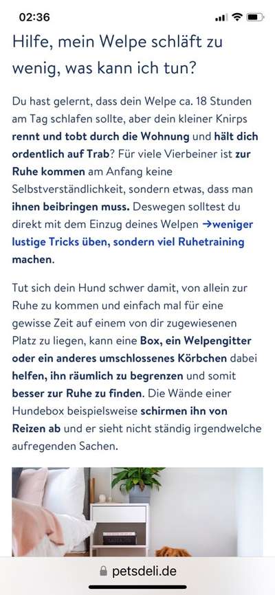 Junghund wird zum Tasmanichen Teufel-Beitrag-Bild